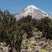 la forêt de Sajama