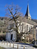 Le tilleul de Sully.