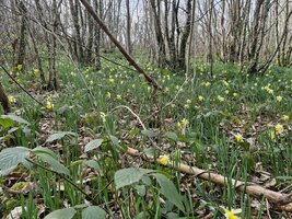 C'est le printemps !