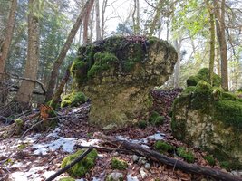 Champignon calcaire au même endroit que le bloc erratique de référence.
