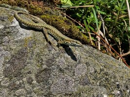 Le varan de Chartreuse.