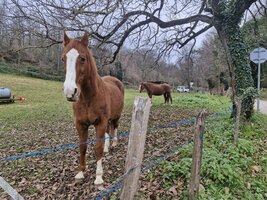 Dans un pré en face.