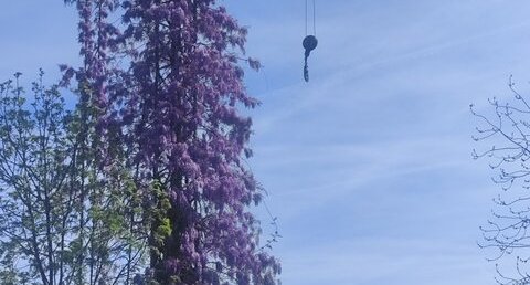 La glycine est une plante grimpante