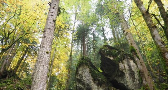 forêt de Chartreuse