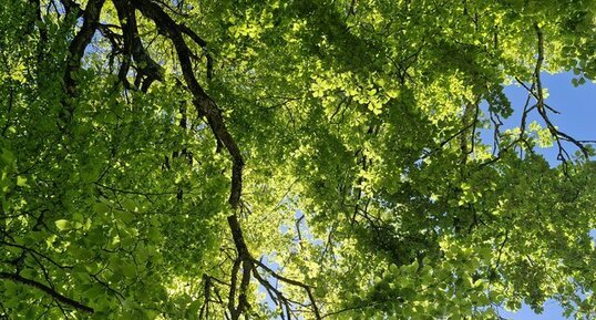 Entre le col des mille martyrs et le col du Pilori, Saint-Aupre, Isère.