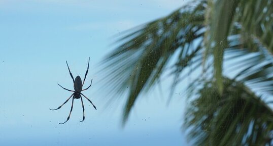 la bibe de la Réunion
